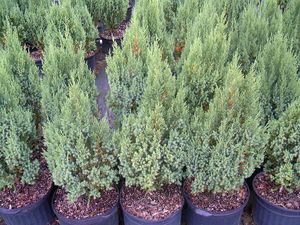 Juniperus chinensis (Blue Point Juniper)