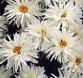 Leucanthemum (Shasta Daisy)