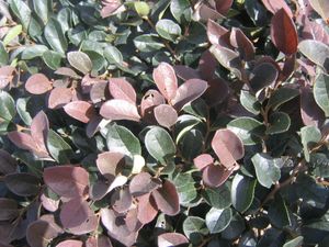 Loropetalum chinense (Loropetalum)