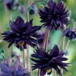 Aquilegia vulgaris (Columbine)