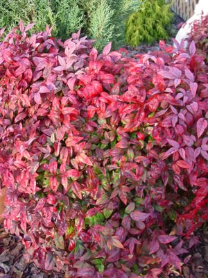 Nandina domestica (Nandina)