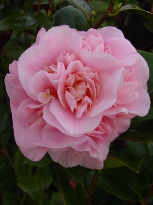 Camellia japonica (Debutante Camellia)