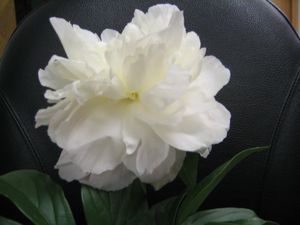 Paeonia (Peony)