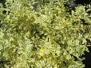 Ligustrum sinense (Swift Creek Variegated Chinese Privet)