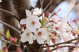 Prunus (Flowering Cherry)