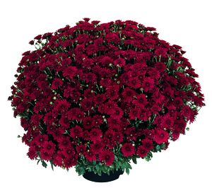 Chrysanthemum (Red Garden Mum)