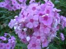 Phlox paniculata (Summer Garden Phlox)