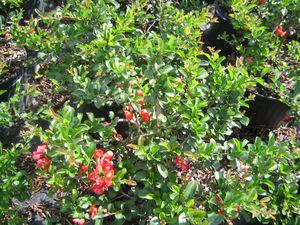 Chaenomeles speciosa (Texas Scarlet Quince)