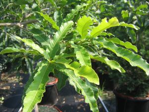 Quercus acutissima (Sawtooth Oak)