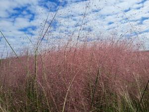 Muhlenbergia capillaris (Muhly Grass)