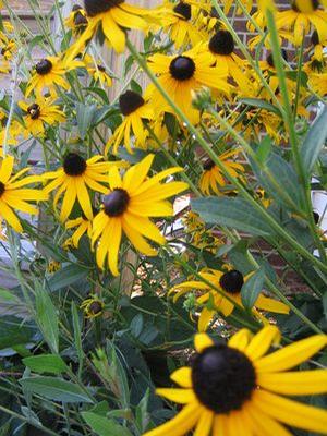 Rudbeckia (Black-eyed Susan)