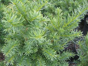 Taxus x media Hicksii (Hicks Anglojap Yew)