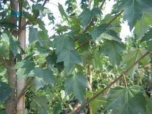 Acer rubrum (Red Maple)