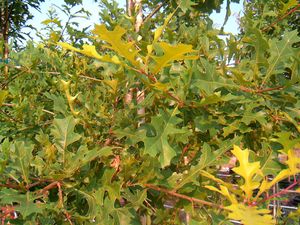 Quercus nuttallii (Nuttall Oak)