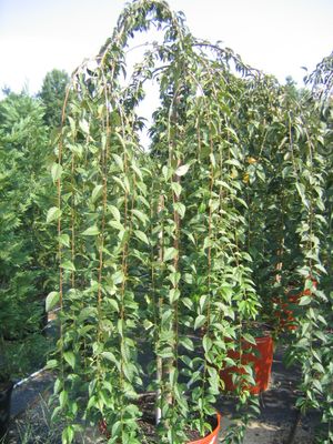 Prunus (Weeping Flowering Cherry)