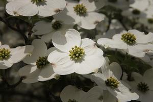 Cornus florida (Flowering Dogwood)