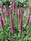 Veronica spicata (Speedwell)