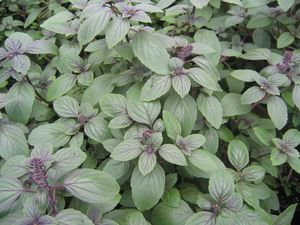 Ocimum K. x Basilcum Pupureum (Dwaft Purple Basil)