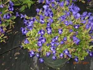 Torenia (Trailing Purple Wishbone Flower)