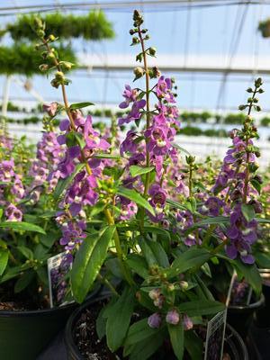 Angelonia (Serenita Angelonia)