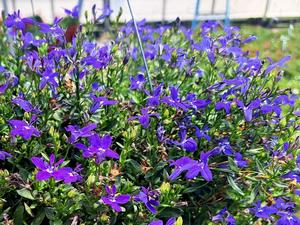 Lobelia (Lobelia)