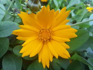 Coreopsis (Coreopsis)