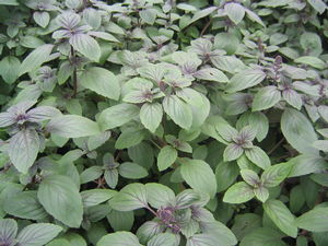 Basil (African Blue)