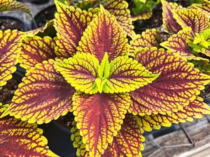 Coleus Sunlover (Sunlover)