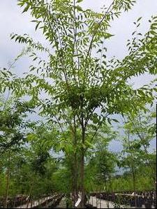 Zelkova serrata (Green Vase Zelkova)