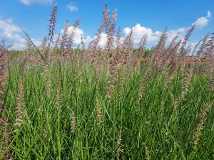 Pennisetum orientale Karley Rose (Oriental Fountain Grass)