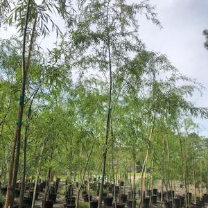 Salix babylonica (Weeping Willow, Green)