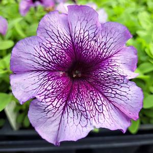 Petunia grandiflora (Petunia)