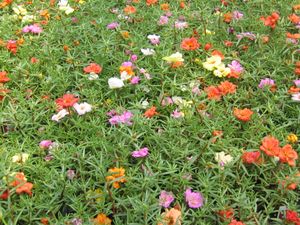 Purslane (Portulaca) (Mix)