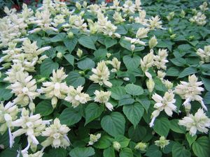 Salvia (White)