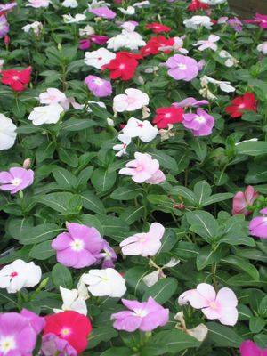 Catharanthus roseus (Vinca)