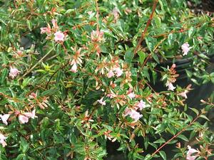 Abelia grandiflora (Little Richard Abelia)