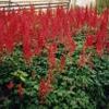 Astilbe arendsii