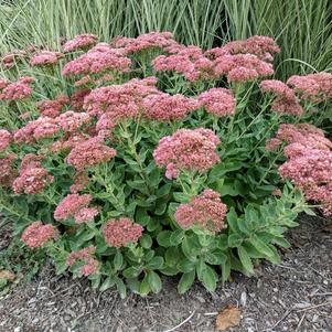 Sedum 'Autumn Joy'