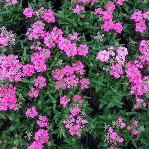 Verbena 