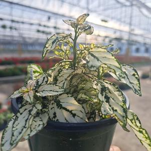 Hypoestes 'Splash White'