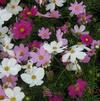 Cosmos 'Mix (Lilac, Red, Pink, White)'