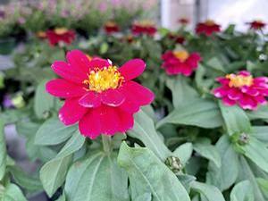 Zinnia 'Profusion'