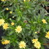 Euryops 'Athena Sun'