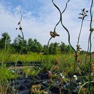 Juncus 'Spiralis'