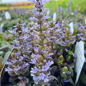 Ajuga 