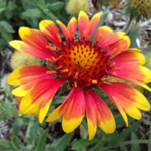 Gaillardia 'Arizona Sun'