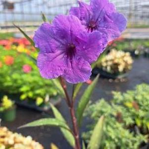 Ruellia 'Purple Showers'