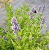 Agastache 