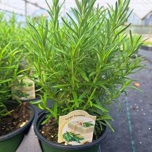 Rosemary 'Upright'