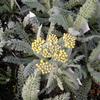 Achillea millefolium